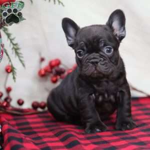 Hershey, French Bulldog Puppy